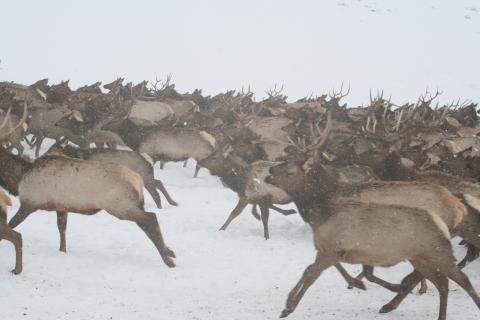Elk, as in North Country Land of Nye, photo by USGS